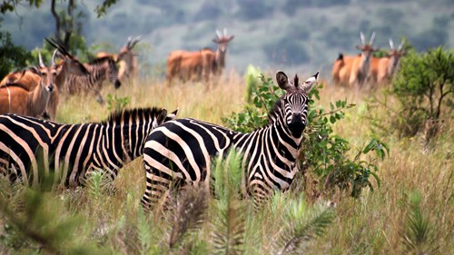 Unforgettable wildlife encounters in Uganda 